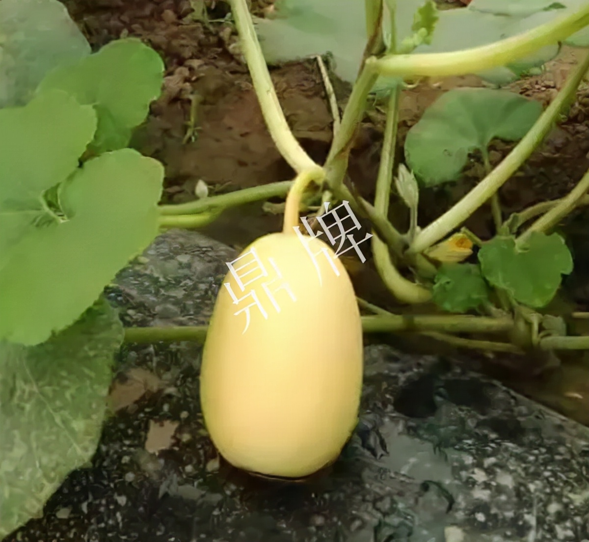 河南3月中旬就上市的“黃金筍瓜”，能買到14元/斤