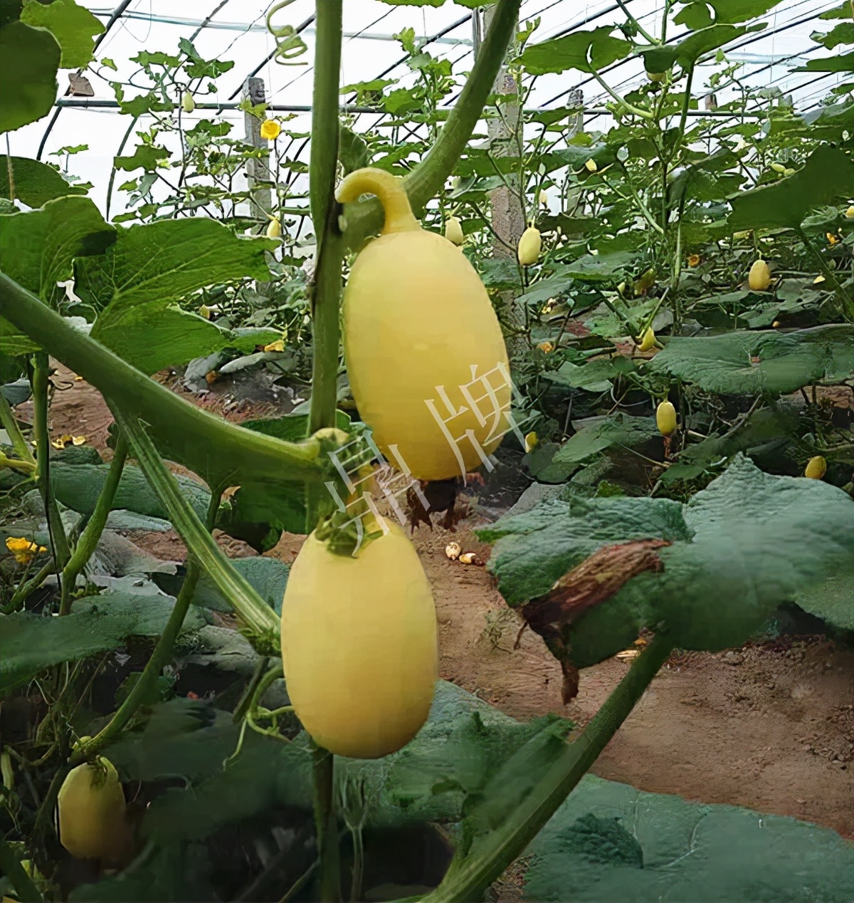 河南3月中旬就上市的“黃金筍瓜”，能買到14元/斤