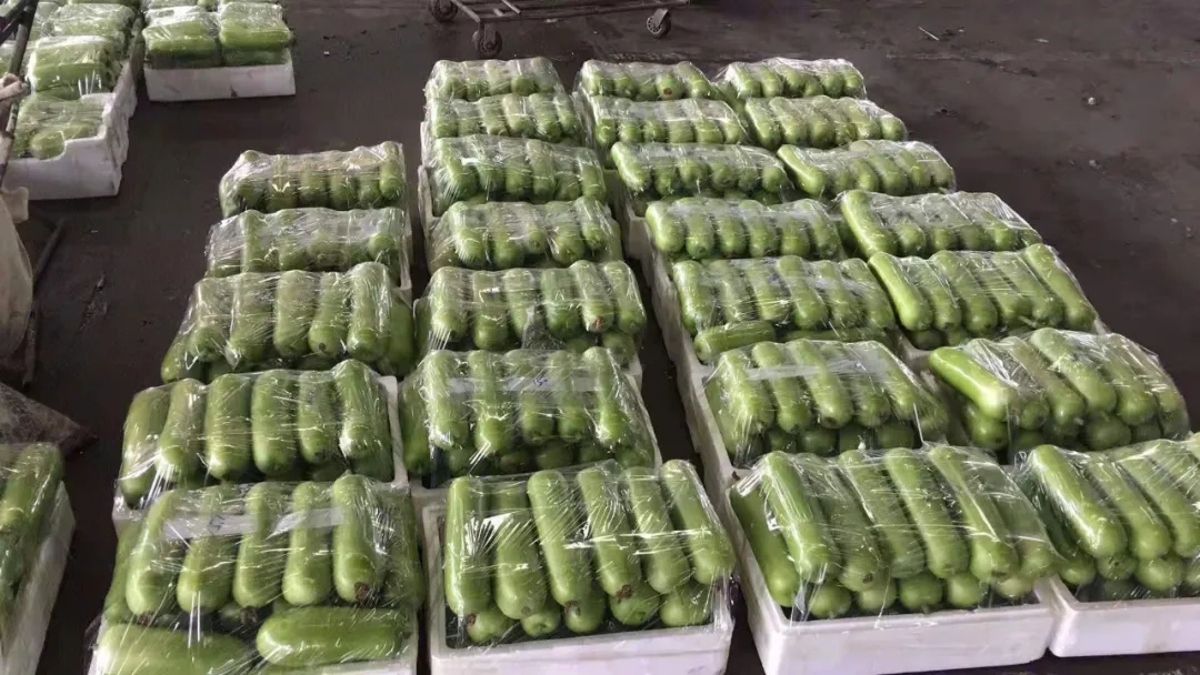 這個品種上市早，價格好！我連續(xù)種了三年，滿意