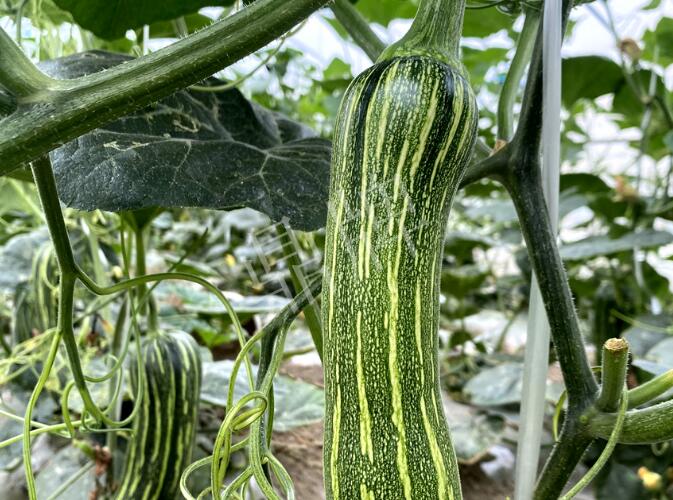 蔬菜種子種植戶客戶點評-打破常規(guī)，我的南瓜賣7元1斤……