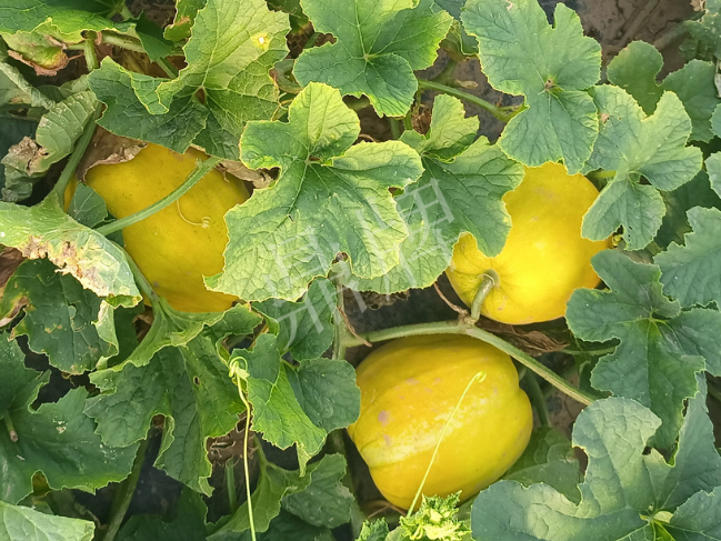 蔬菜種子種植戶客戶點評-種它！種它！高溫季節(jié)就種它！