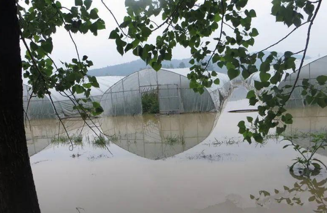 蔬菜種子種植戶客戶點評-可惜了！我的甜瓜被水淹了，還有救嗎？