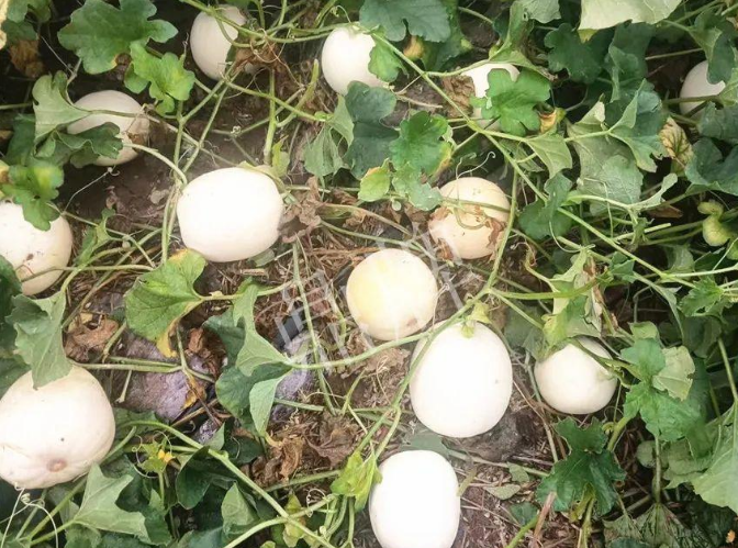 蔬菜種子種植戶客戶點評-什么？這個白皮甜瓜紅得發(fā)紫？