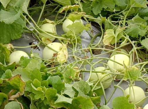 蔬菜種子種植戶客戶點(diǎn)評-種植甜瓜20年，這個品種讓我更省心！