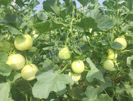 蔬菜種子種植戶客戶點(diǎn)評-種植這個(gè)新品種，我感到非常滿意！