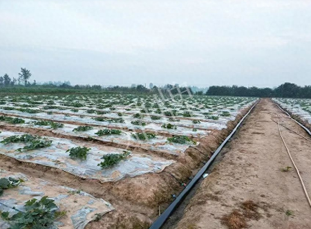 蔬菜種子種植戶客戶點(diǎn)評-80后大廚回鄉(xiāng)種甜瓜，第一年就賺15萬！