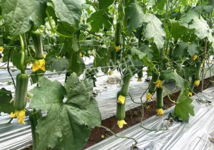 蔬菜種子種植戶(hù)客戶(hù)點(diǎn)評(píng)-這個(gè)新品種好不好？？？見(jiàn)證的時(shí)候到了！