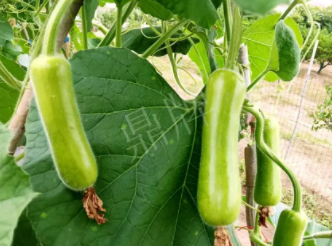 蔬菜種子種植戶(hù)客戶(hù)點(diǎn)評(píng)-科研人員發(fā)誓研究的一個(gè)抗高溫品種，您可能需要！