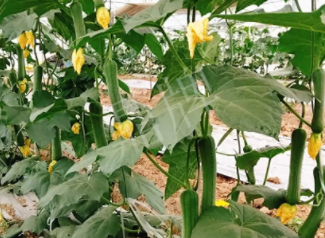 蔬菜種子種植戶(hù)客戶(hù)點(diǎn)評(píng)-一株結(jié)瓜30多個(gè)，價(jià)錢(qián)好，賺了！