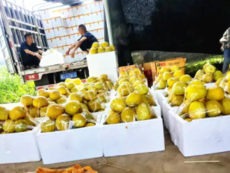 蔬菜種子種植戶(hù)客戶(hù)點(diǎn)評(píng)-這位老板像初戀一樣，獨(dú)愛(ài)“金美2號(hào)”