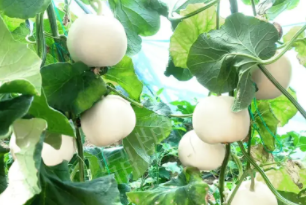 蔬菜種子種植戶(hù)客戶(hù)點(diǎn)評(píng)-丁老板說(shuō)：種植這個(gè)品種，獲得了滿(mǎn)意的收入，確實(shí)“爽歪歪”