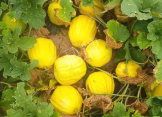 蔬菜種子種植戶客戶點評-瓜農(nóng)說：“還得是這個品種?。　?，什么品種讓種植戶如此感慨？