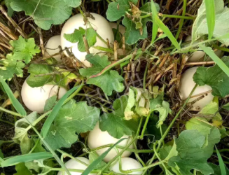 蔬菜種子種植戶客戶點評-一個會寫詩的農(nóng)民，把甜瓜種在草叢中，結果怎樣？