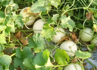 蔬菜種子種植戶客戶點評-真有這么好嗎？這個品種我試種了一畝地，猜猜我賣了多少錢？