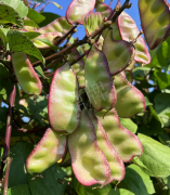 蔬菜種子種植戶客戶點評-價格好得讓種植者笑咪咪的，這個神奇的品種在霜降后還是串串結莢！