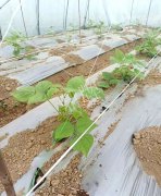 蔬菜種子種植戶客戶點評-超早！超早！我的扁豆2月15日“逆季”上市……
