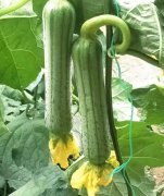 蔬菜種子種植戶客戶點評-這瓜，太美了！太美了！但我這個老菜農(nóng)……唉！