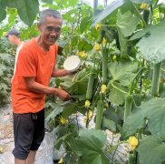 蔬菜種子種植戶客戶點評-干農(nóng)業(yè)，有喜悅嗎？有的，請看！