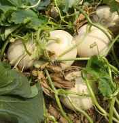 蔬菜種子種植戶客戶點評-我種植的這個品種，稱得上“白馬王子”，與大家分享！